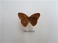 藏品(小眉眼蝶)的圖片